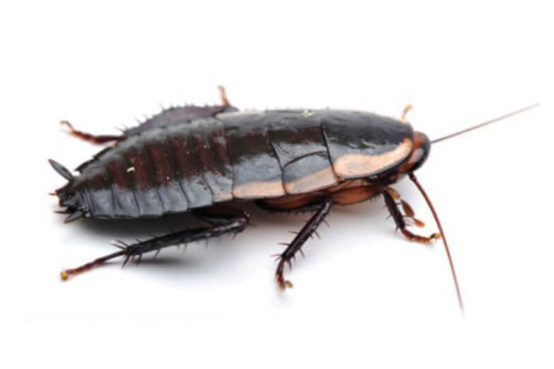 Gisborne & Native Cockroaches